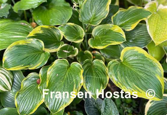 Hosta Circular Saw